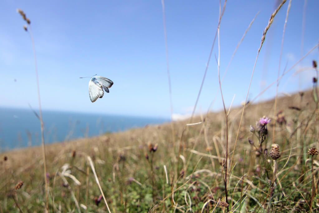 Photo of a butterfly in a field next to the ocean